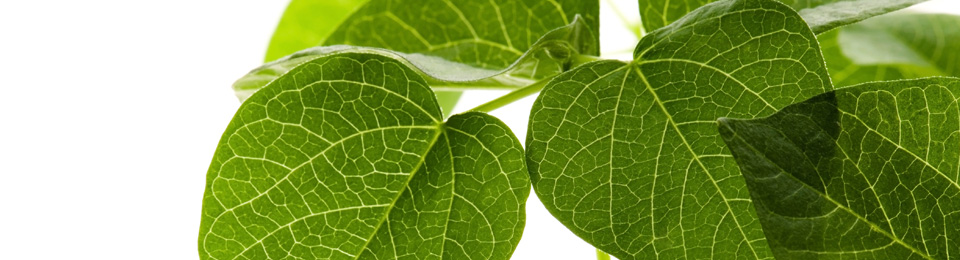 Paloma  Martínez-Esparza Ramírez